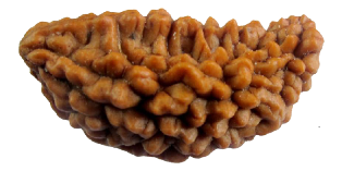 Which Rudraksha you should wear?