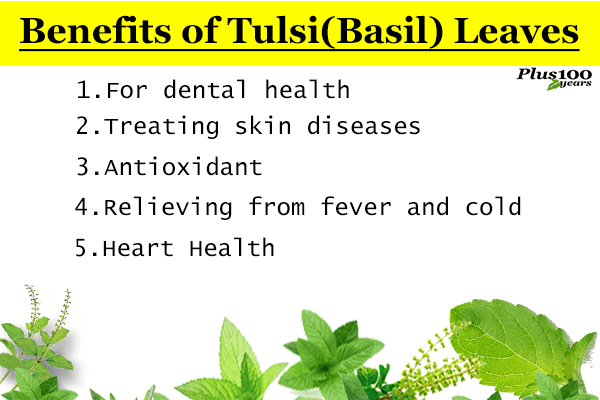 What is the Importance and Varieties of Tulsi Plant?