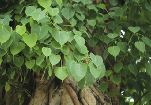 Why Do We Worship The Peepal Tree? and Significance?