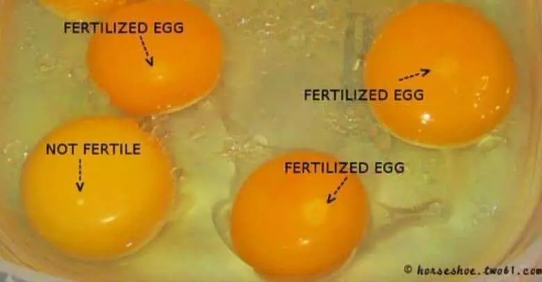 Is Egg considered 'Vegetarian or Non-Vegetarian?'