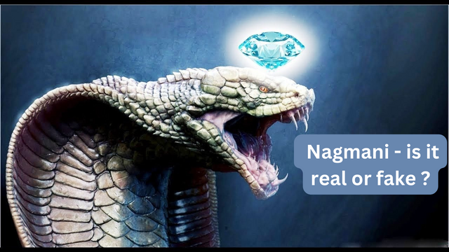 Nagmani - is it real or fake ?