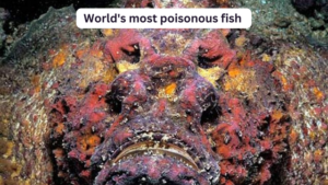 World's most poisonous fish