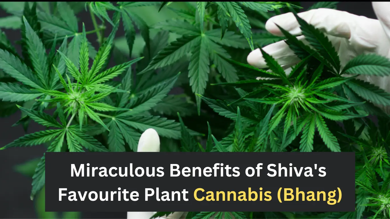Miraculous Benefits of Shiva's Favourite Plant Cannabis (Bhang)