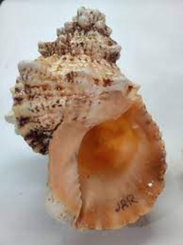 Famous Conch shell mentioned in Mahabharata